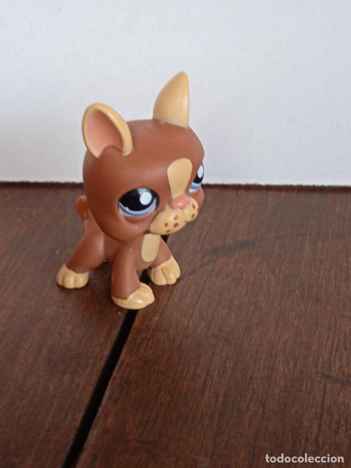 Figuras de goma y PVC: hasbro lps littlest pet.