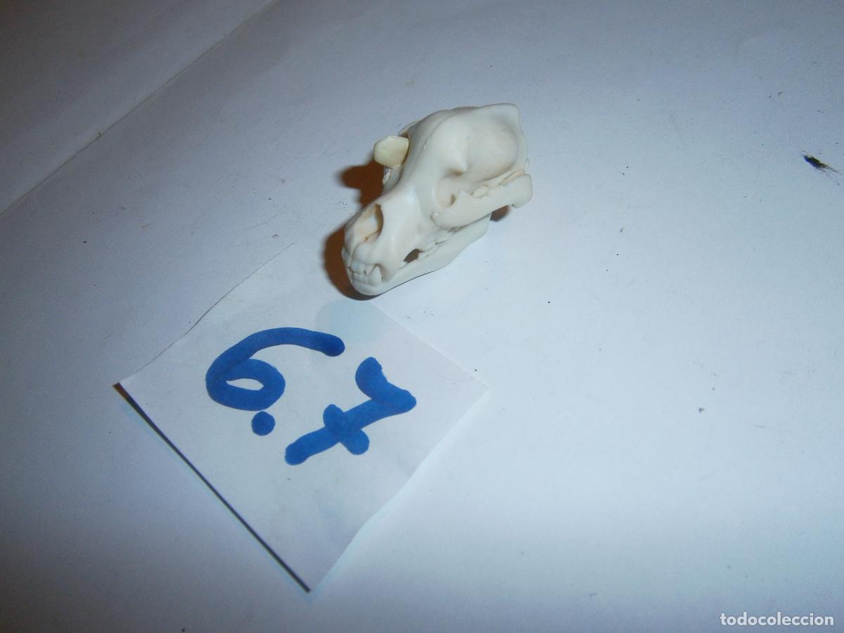 Figuras de Goma y PVC: CABEZA ESQUELETO FOSIL