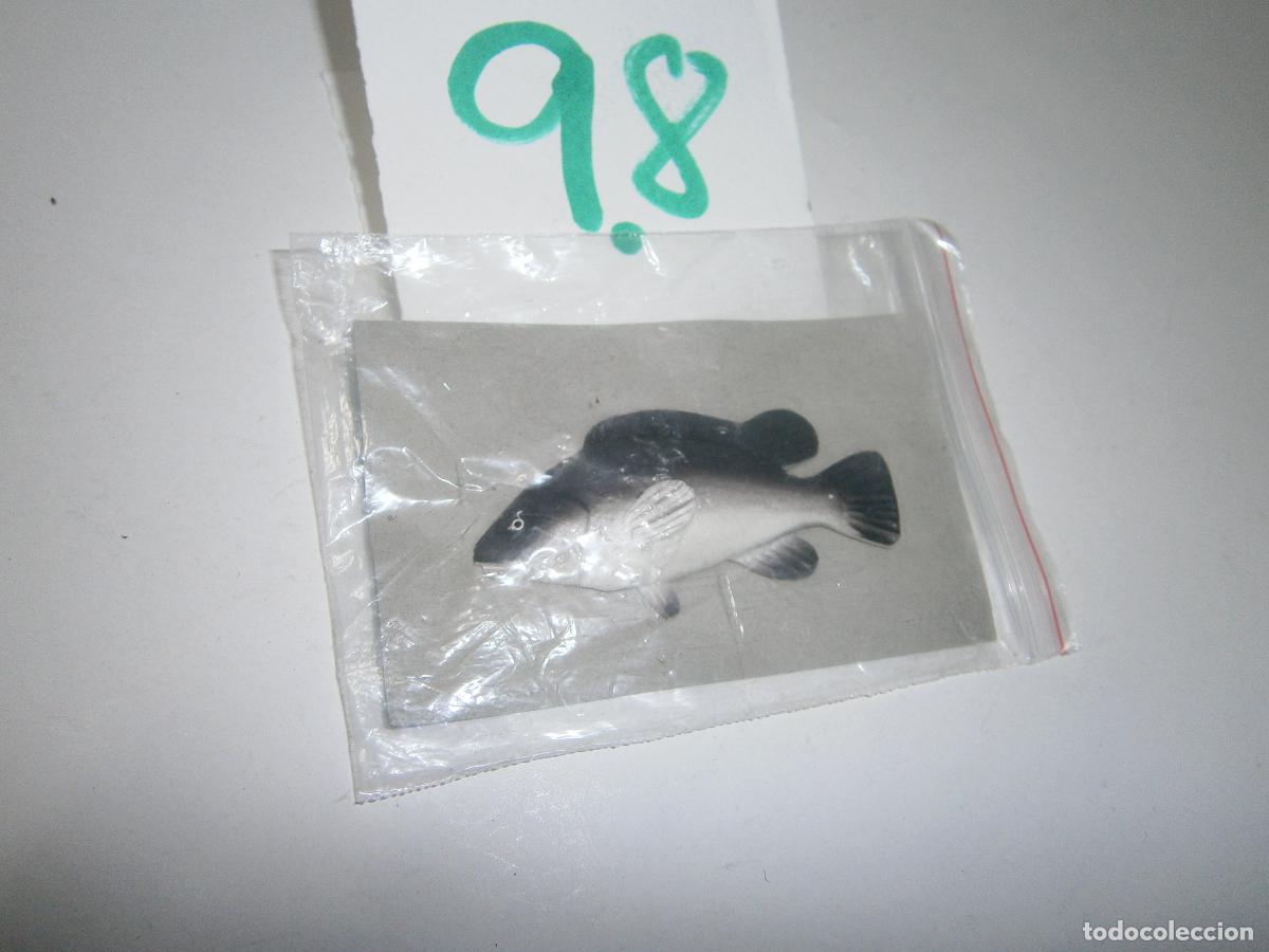 Figuras de Borracha e PVC: PECES DE CANARIAS Y DEL MUNDO - ROMERO CAPITAN