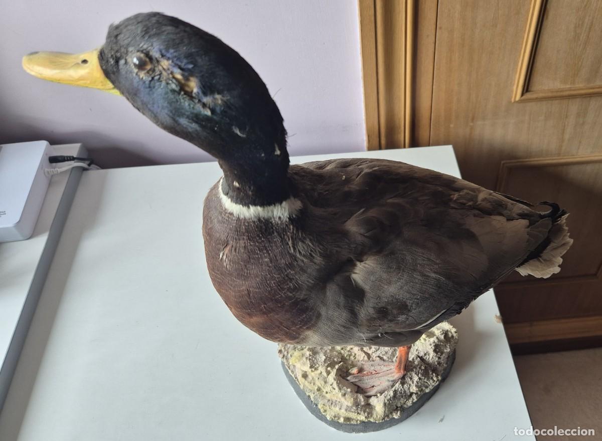 Figuras de Borracha e PVC: .Pieza de taxidermia de un pato
