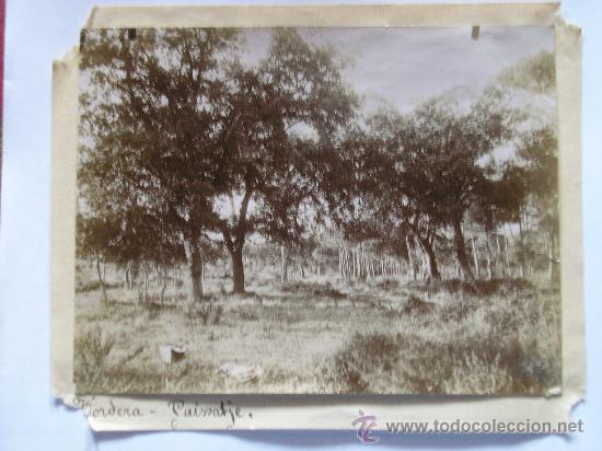 Fotografia antica: FOTOGRAFIA TORDERA PAISSATJE