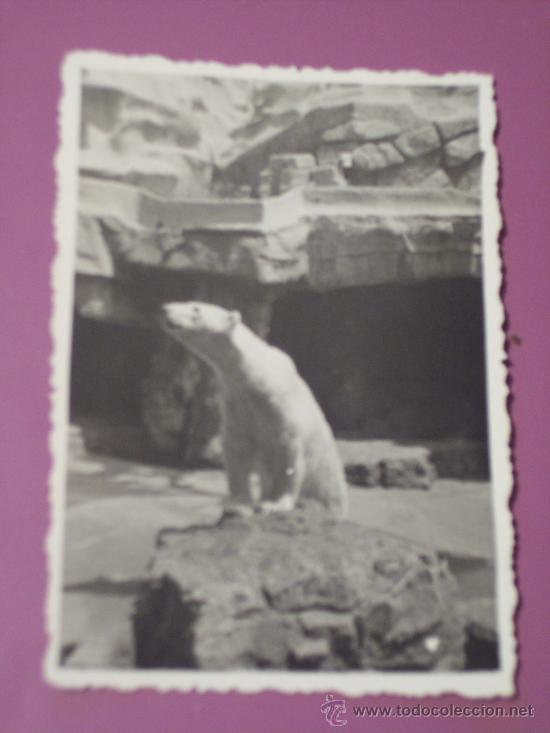 Fotografia antica: FOTO ANTIGUA TROQUELADA (OSO POLAR DEL ZOO) FORMATO: 6,1x8,7