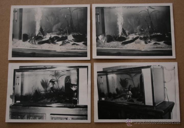 Fotograf&iacute;a antigua: LOTE DE 4 FOTOGRAFIAS EN PAPEL ESPECIAL - PECERA 1976