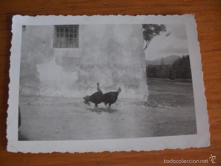 Fotografia antica: ANTIGUA FOTOGRAFIA DE PAVOS SUELTOS POR LA CALLE 8,5 cm x 6 cm aproximadamente, Agfa Lupex