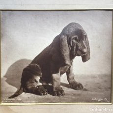 Fotografía antigua: ORIGINAL PHOTO - A BLOODHOUND PUPPY - GAMBIER BOLTON (1854-1928) C. 1890