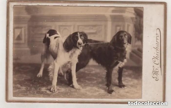Fotograf&iacute;a antigua: CURIOSA FOTOGRAF&Iacute;A DE DOS PERROS. M CHICHARRO BISI FOT&Oacute;GRAFO. SANTIAGO CORU&Ntilde;A