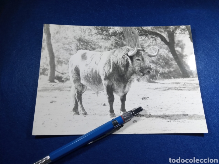 Antique Photography: Toro. Tauromaquia. Toreros. Toros. Preciosa foto de Semental