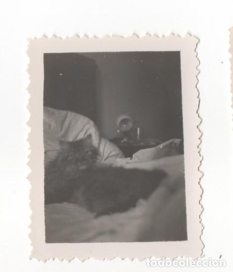 Fotograf&iacute;a antigua: LOTE DE 8 FOTOGRAFIAS ANTIGUAS, GATOS, A&Ntilde;OS 30