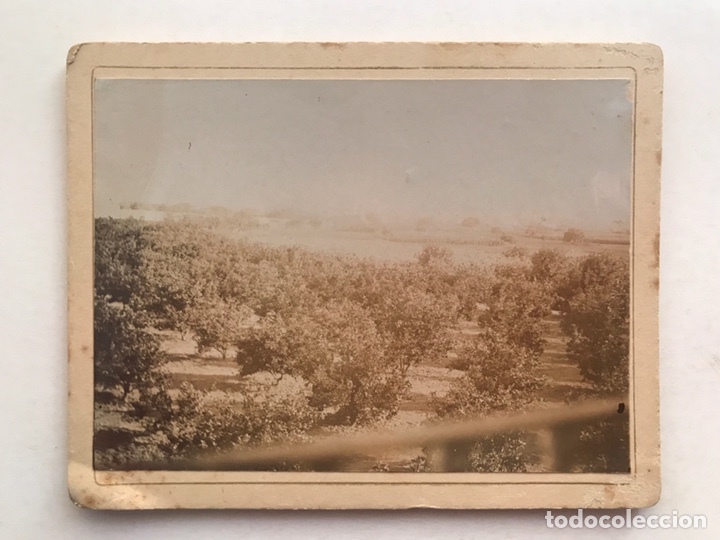 Antique Photography: VILLAR DEL ARZOBISPO, ALBUMINA fotograf&iacute;a..., Campo de olivos a las afueras.. (fin Siglo XIX)