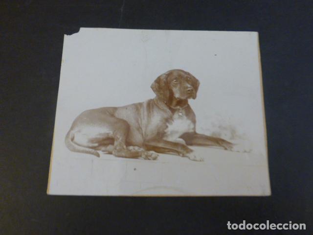 Fotografia antica: RETRATO DE PERRO DE CAZA FINALES SIGLO XIX 8 X 10 CMTS