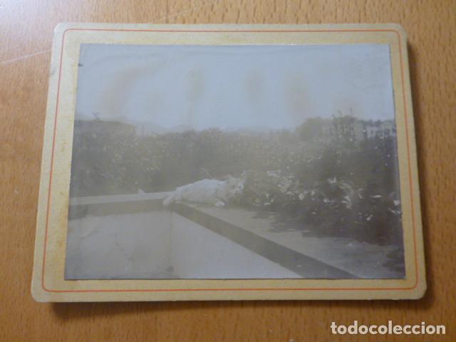 Fotografia antica: GATO EN JARDIN ALBUMINA MONTADA SOBRE CARTON SIGLO XIX 9,5 X 12,5 CMTS