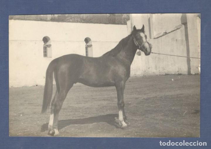 Fotografia antica: ANTIGUA FOTOGRAFIA ORIGINAL CABALLO - PRINCIPIOS SIGLO XX - Medidas: 17 X 11 cm