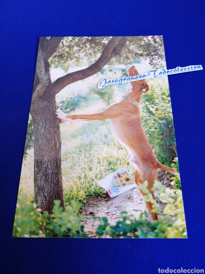 Fotografia antiga: PERRO CAZANDO P&Aacute;JAROS FOTOGRAFIA