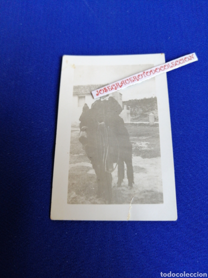 Fotograf&iacute;a antigua: NI&Ntilde;A EN BURRO FOTOGRAF&Iacute;A ANTIGUA