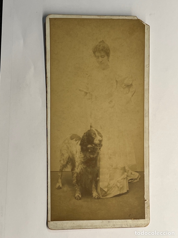 Antique Photography: LA DAMA DEL SETTER INGL&Eacute;S. Se&ntilde;ora con Perro.. Fotograf&iacute;a antigua (fin siglo XIX) anonimo.