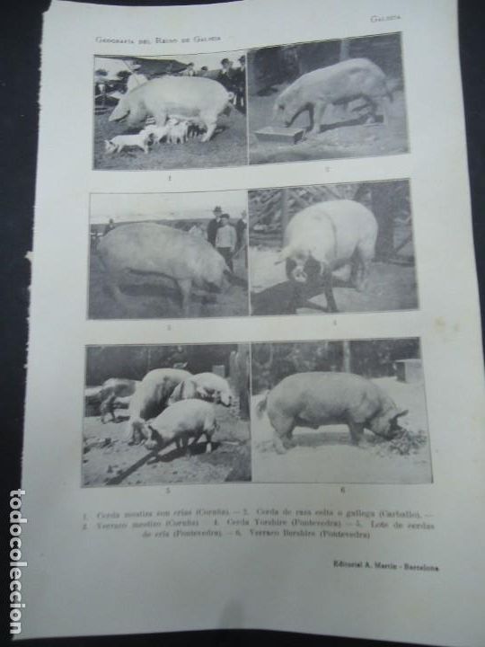 Fotograf&iacute;a antigua: DOCUMENTO FOTOGR&Aacute;FICO CRIA DEL CERDO MESTIZA CELTA VERRACO YOSHIRE ETC 1900 GEOGRAFIA GALICIA F. CAR