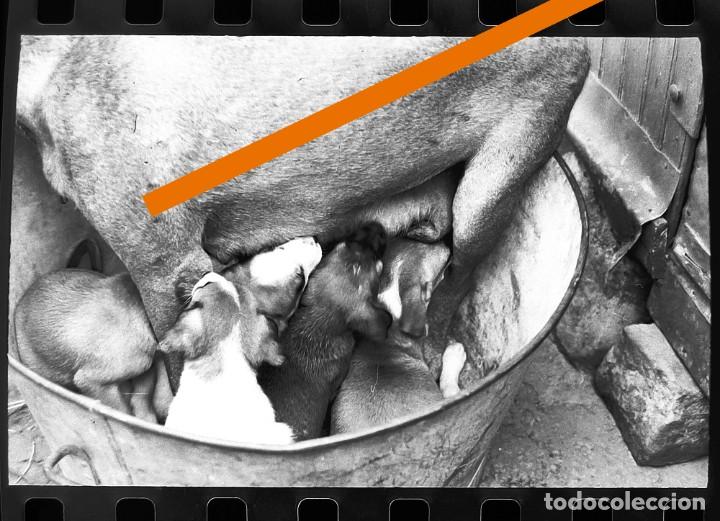 Fotografia antica: Antiguo negativo o clich&eacute; de fotograf&iacute;a. Perrita amamantando a sus cachorros. A&ntilde;os 60.