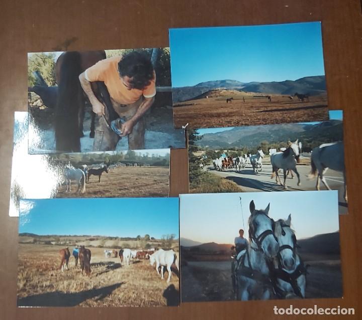 Fotografia antica: Lote de 6 fotos de caballos