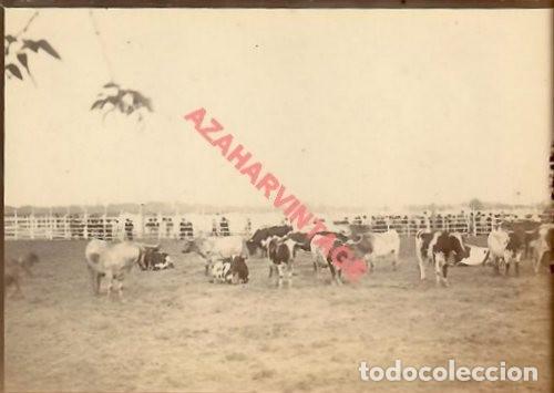 Fotografia antica: SEVILLA, SIGLO XIX, APARTADO DE TOROS EN EL CAMPO, ALBUMINA, 90X60 MM