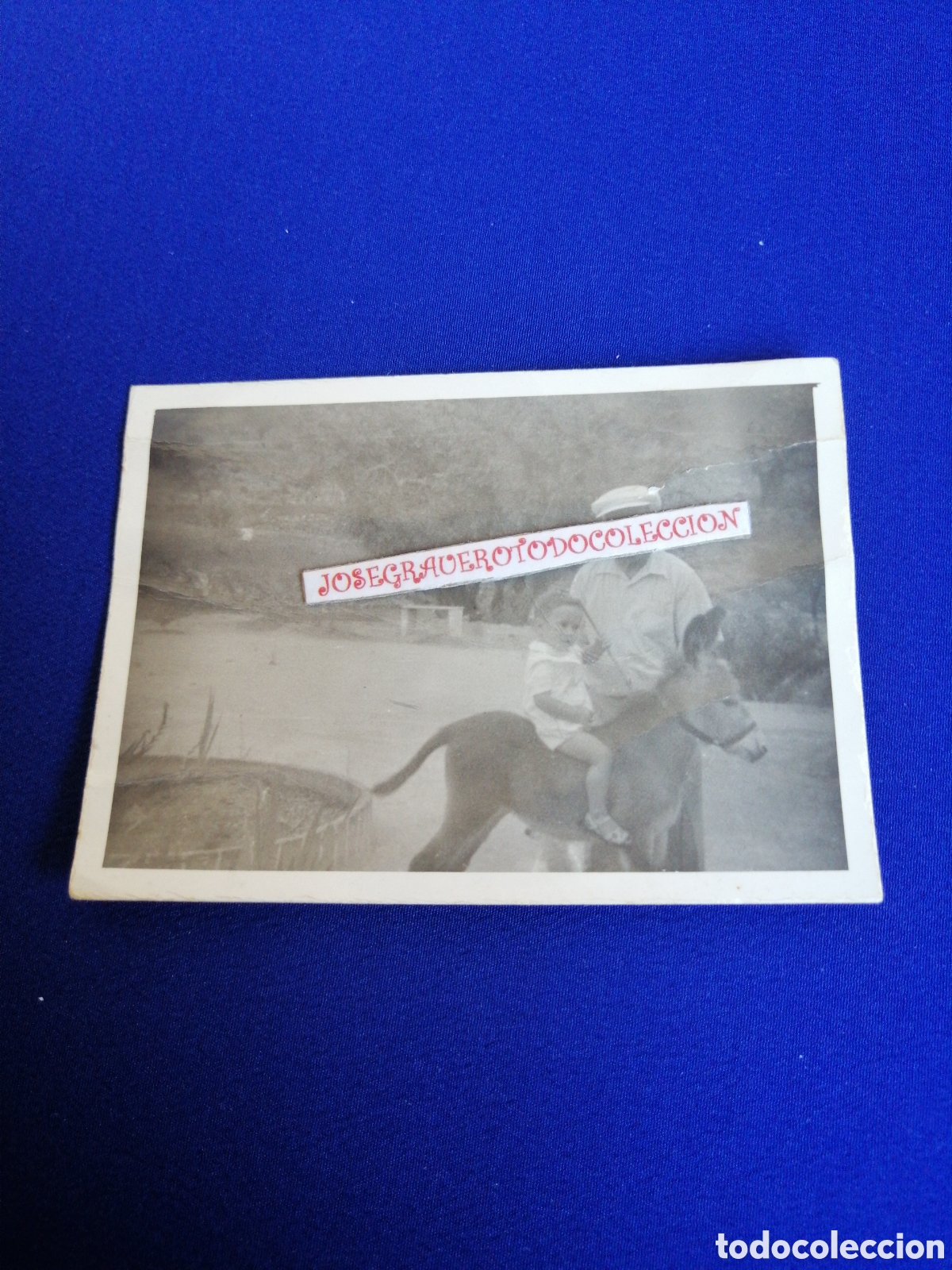 Fotografia antica: NI&Ntilde;O MODELO POSANDO EN BURRO FOTOGRAF&Iacute;A ANTIGUA