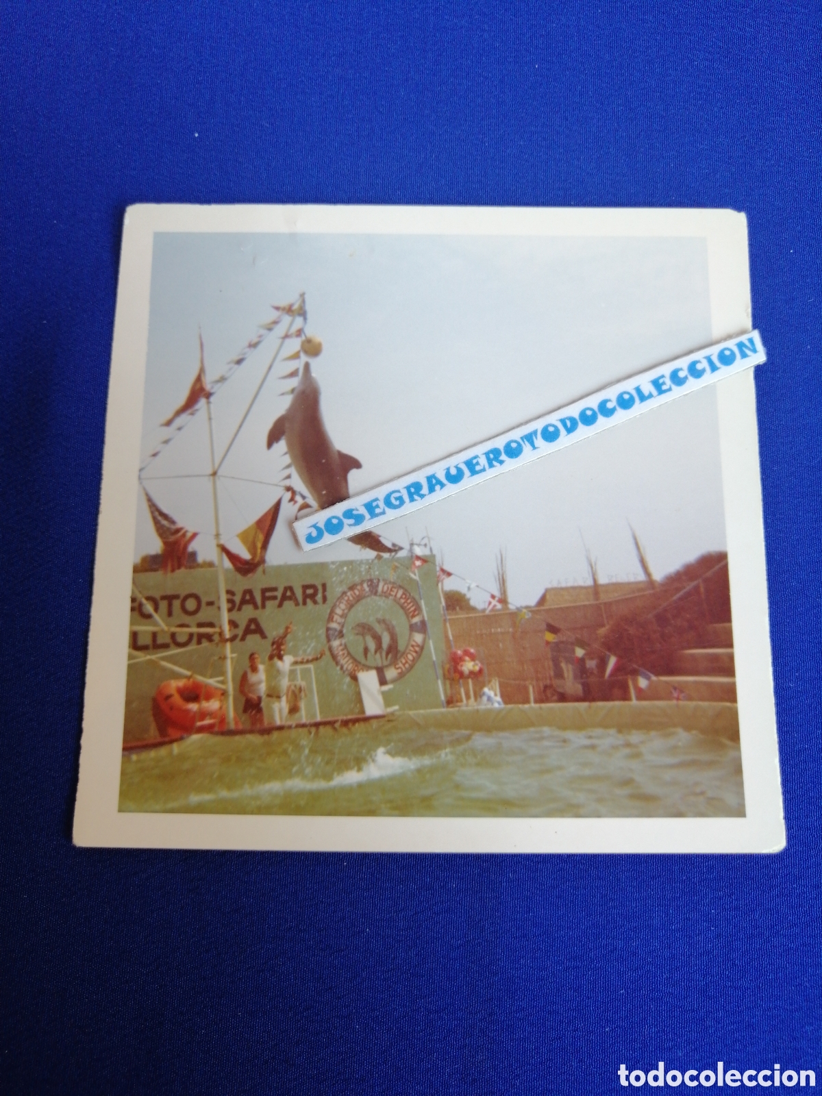 Fotograf&iacute;a antigua: FOTO SAFARI MALLORCA - FLORIDA DELPHIN SHOW FOTOGRAF&Iacute;A