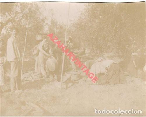 Antique Photography: SIGLO XIX, ALBUMINA, ESCENA DE VERDEO DE ACEITUNAS EN EL CAMPO, RARA, 110X88MM