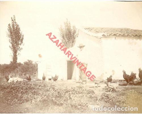 Antique Photography: SIGLO XIX, ALBUMINA, ESCENA CAMPESTRE, CUIDANDO LAS GALLINAS, 110X88MM