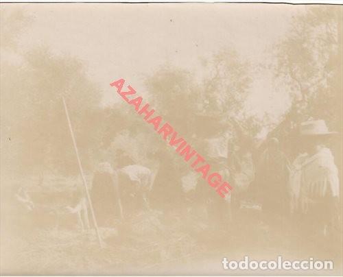 Antique Photography: SIGLO XIX, ALBUMINA, ESCENA DE VERDEO DE ACEITUNAS EN EL CAMPO, RARA, 110X88MM