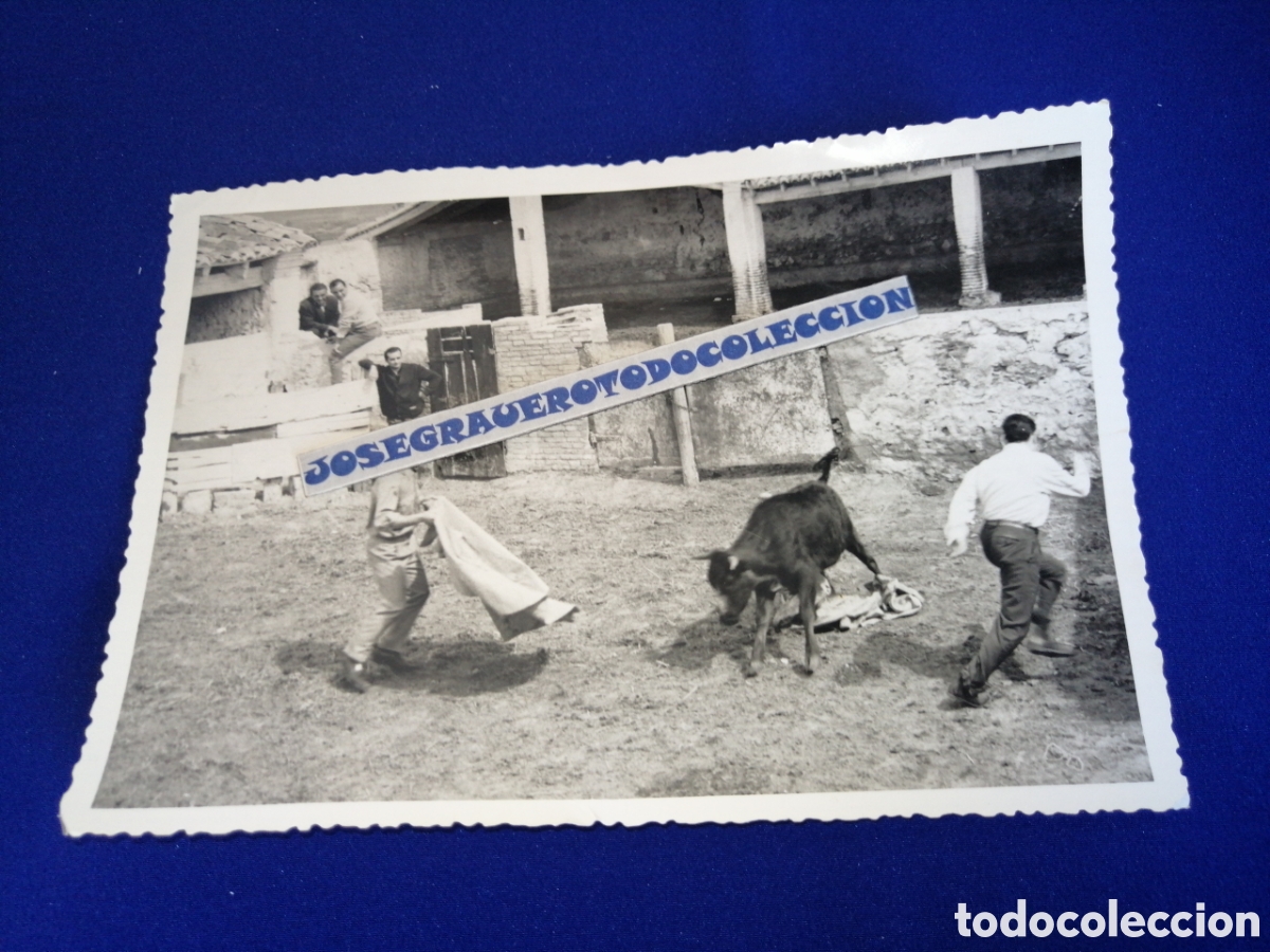 Fotografia antiga: TOROS EN CAPEA TOREANDO FOTOGRAF&Iacute;A ANTIGUA