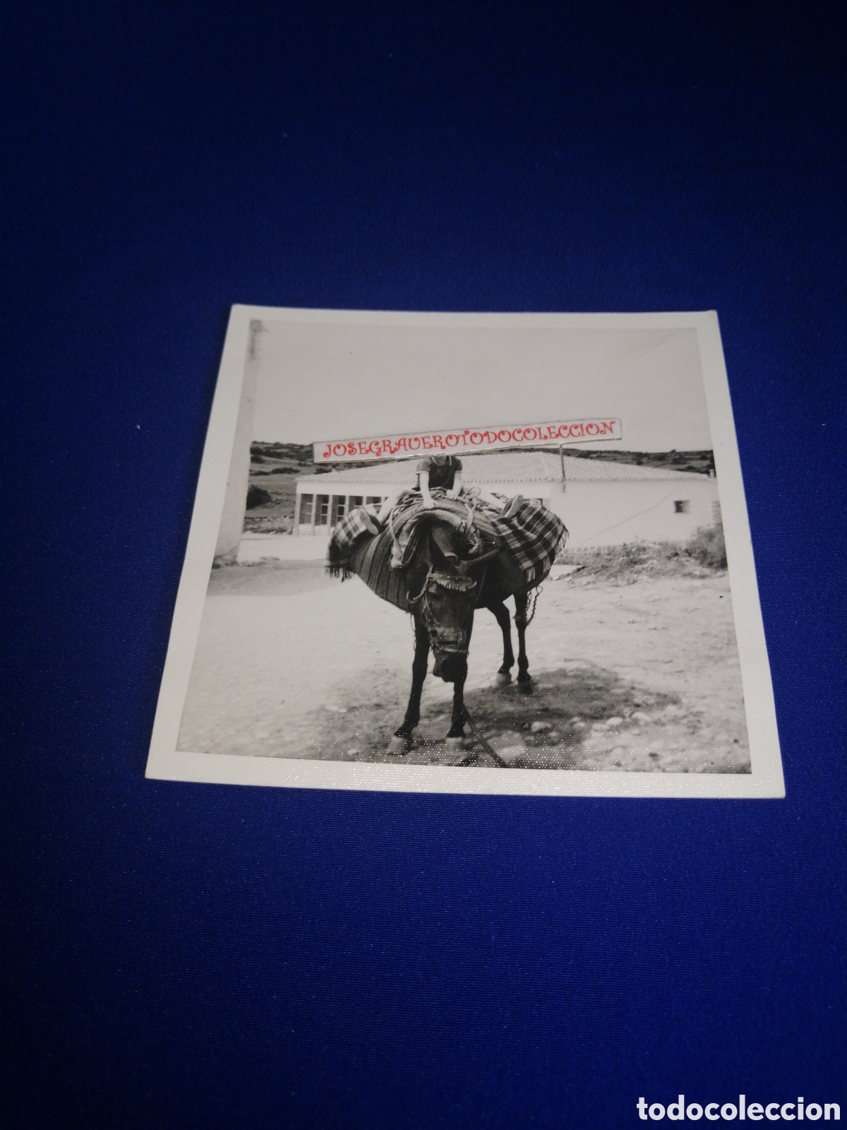 Fotograf&iacute;a antigua: NI&Ntilde;O MODELO CON BURRO FOTOGRAF&Iacute;A ANTIGUA