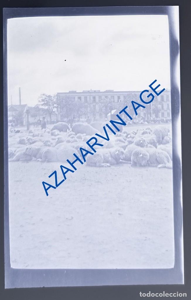 Fotografia antiga: ANTIQUISIMO CLICHE ORIGINAL,CELULOIDE, TRANSHUMANCIA, OVEJAS PASTANDO, 45X70MM