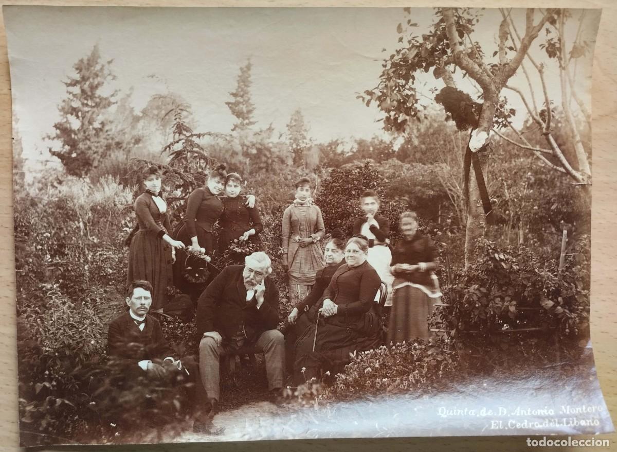 Fotografia antica: Foto Alb&uacute;mina Quinta De Don Antonio Montero- El Cedro Del Libano, Ca 1895
