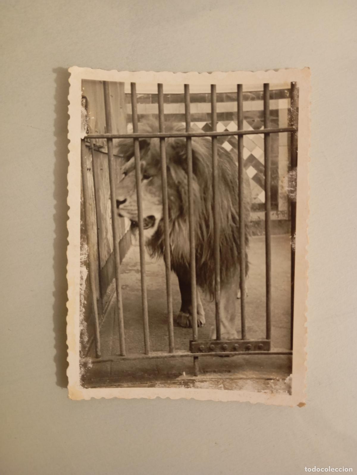 Fotografia antiga: ANTIGUA FOTOGRAF&Iacute;A LE&Oacute;N EN JAULA. TDKP21M