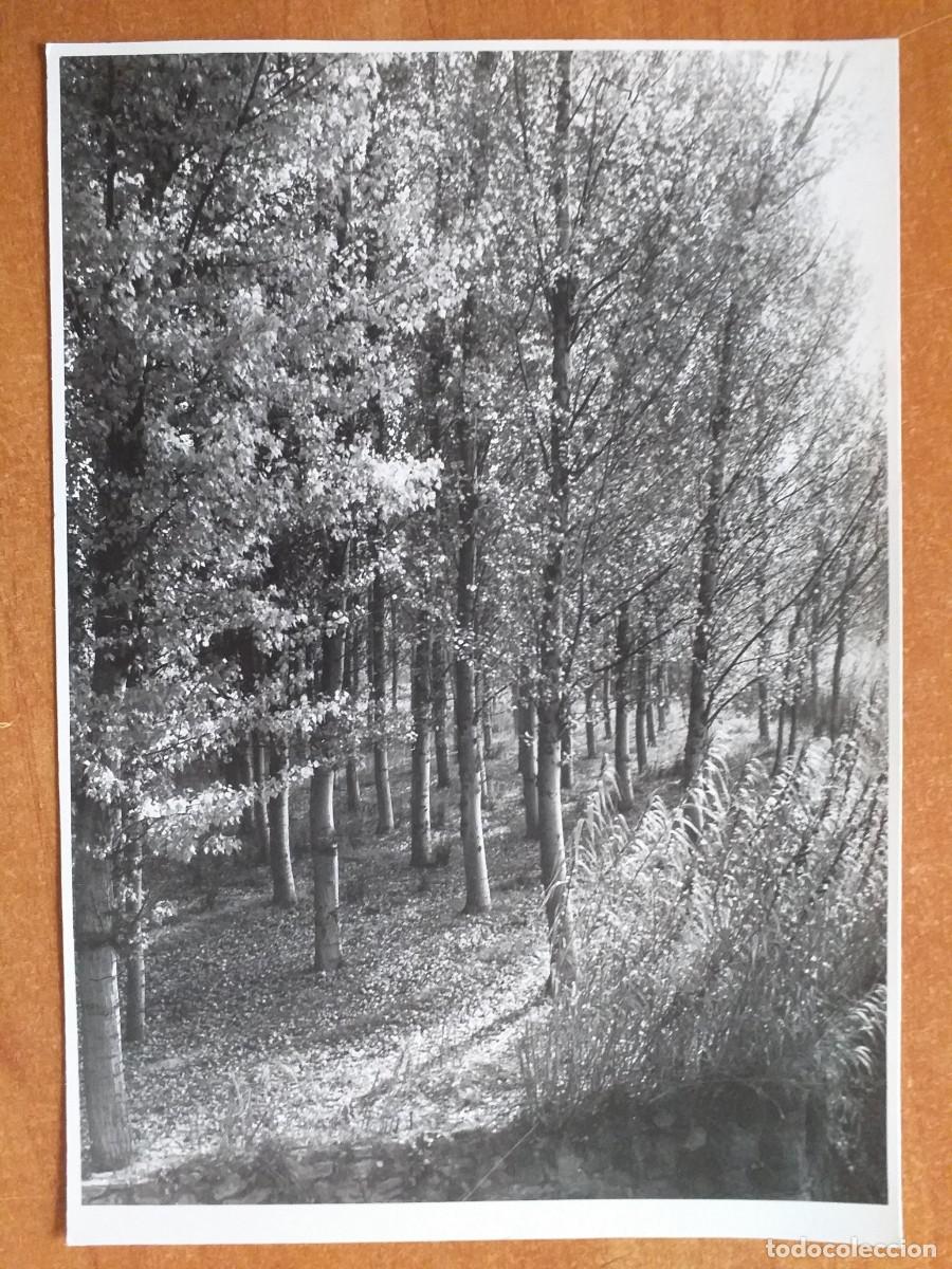 Antique Photography: FOTOGRAF&Iacute;A NATURALEZA - B/N