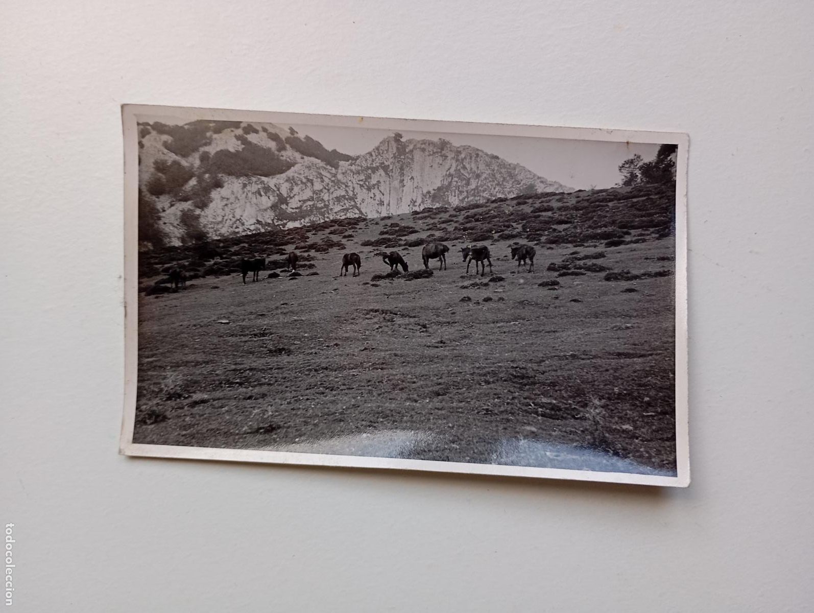 Fotografia antiga: ANTIGUA FOTOGRAF&Iacute;A LUGAR DE MONTA&Ntilde;A VASCA. TDKP21S