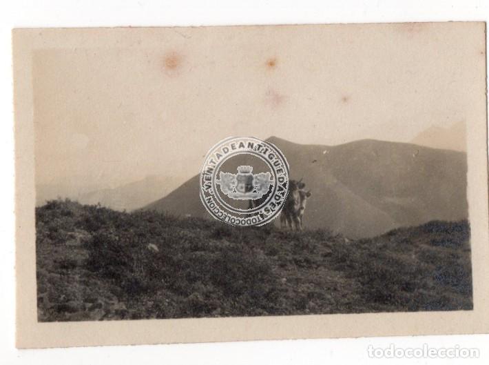 Fotografia antica: FOTOGRAFIA ANTIGUA, VACAS EN MONTA&Ntilde;A PAIS VASCO, A&Ntilde;OS 1910, FOTO