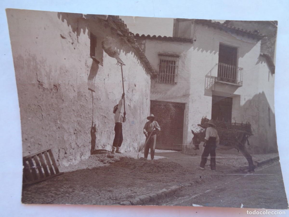 Antique Photography: FOTO DE TRABAJADORES DEL CAMPO, METIENDO PAJA EN UN PAJAR EN ALTO , BURRO, ETC . PP. SIGLO