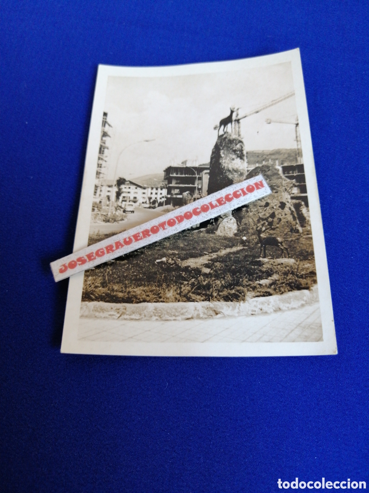 Fotografia antica: JACA (HUESCA)MONUMENTO A LA NATURALEZA FOTOGRAF&Iacute;A ANTIGUA SIGLO PASADO