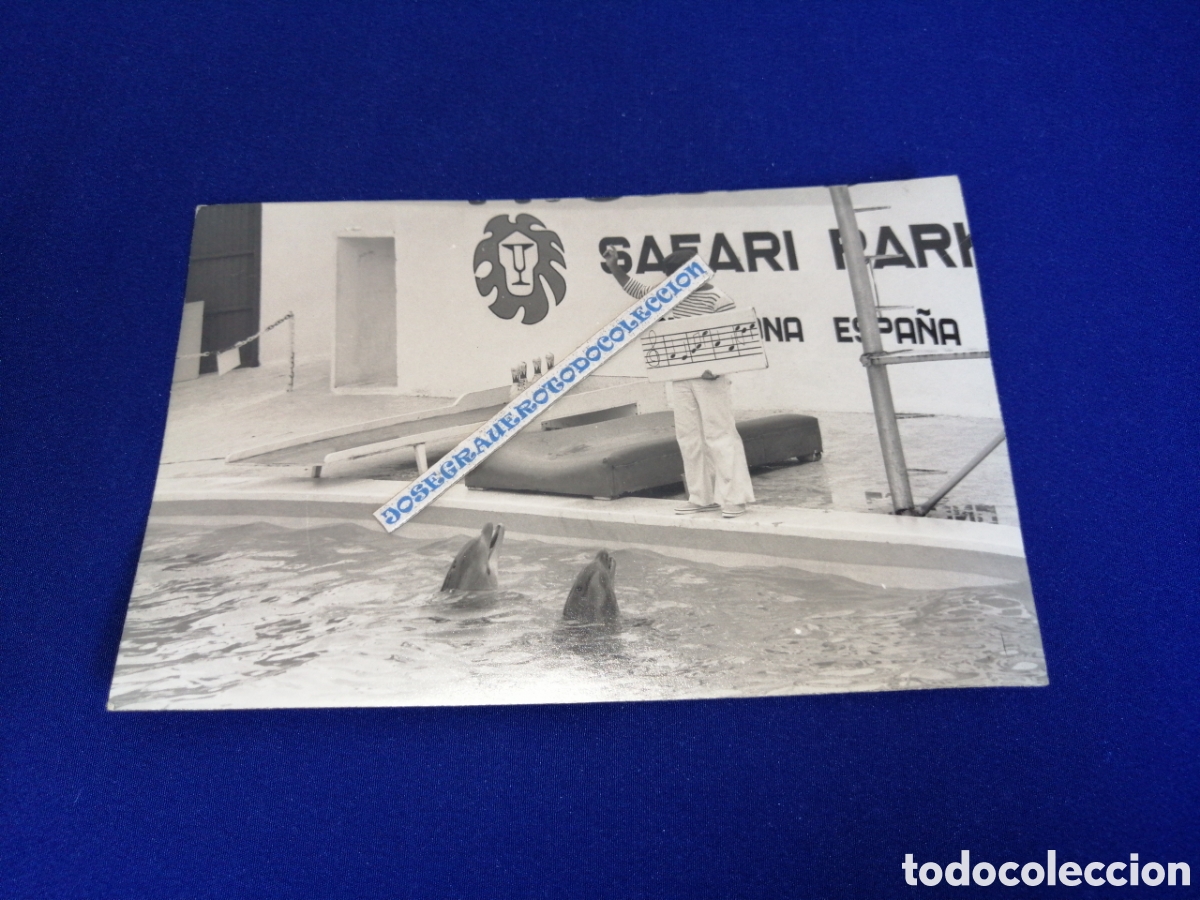 Fotografia antica: R&Iacute;O LE&Oacute;N SAFARI PARK (TARRAGONA) ESPA&Ntilde;A DELFINES CON DOMADOR FOTOGRAF&Iacute;A ANTIGUA SIGLO PASADO