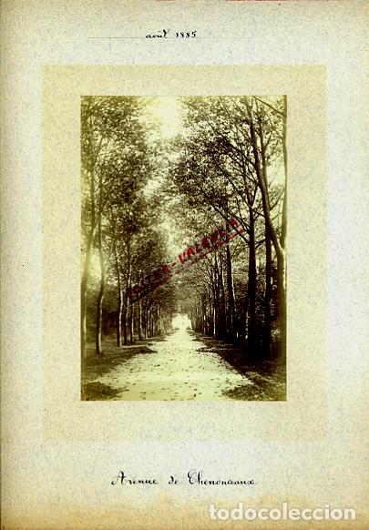 Fotografia antica: FOTO FOTOGRAFIA ALBUMINA FRANCIA AVENUE DE CHENONCEAUX ORIGINAL ALF43