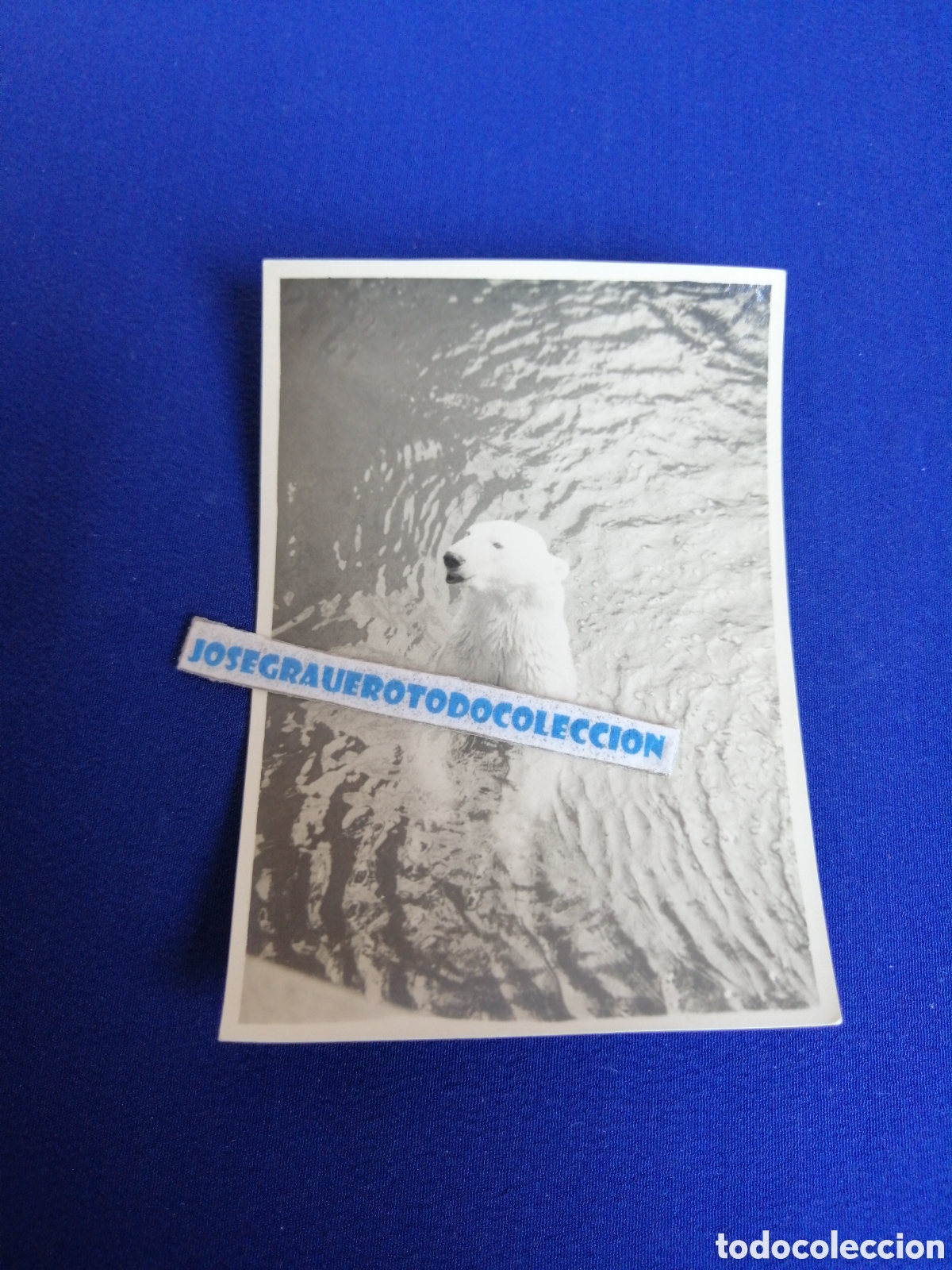 Antique Photography: ZOOL&Oacute;GICO OSO POLAR FOTOGRAF&Iacute;A ANTIGUA SIGLO PASADO