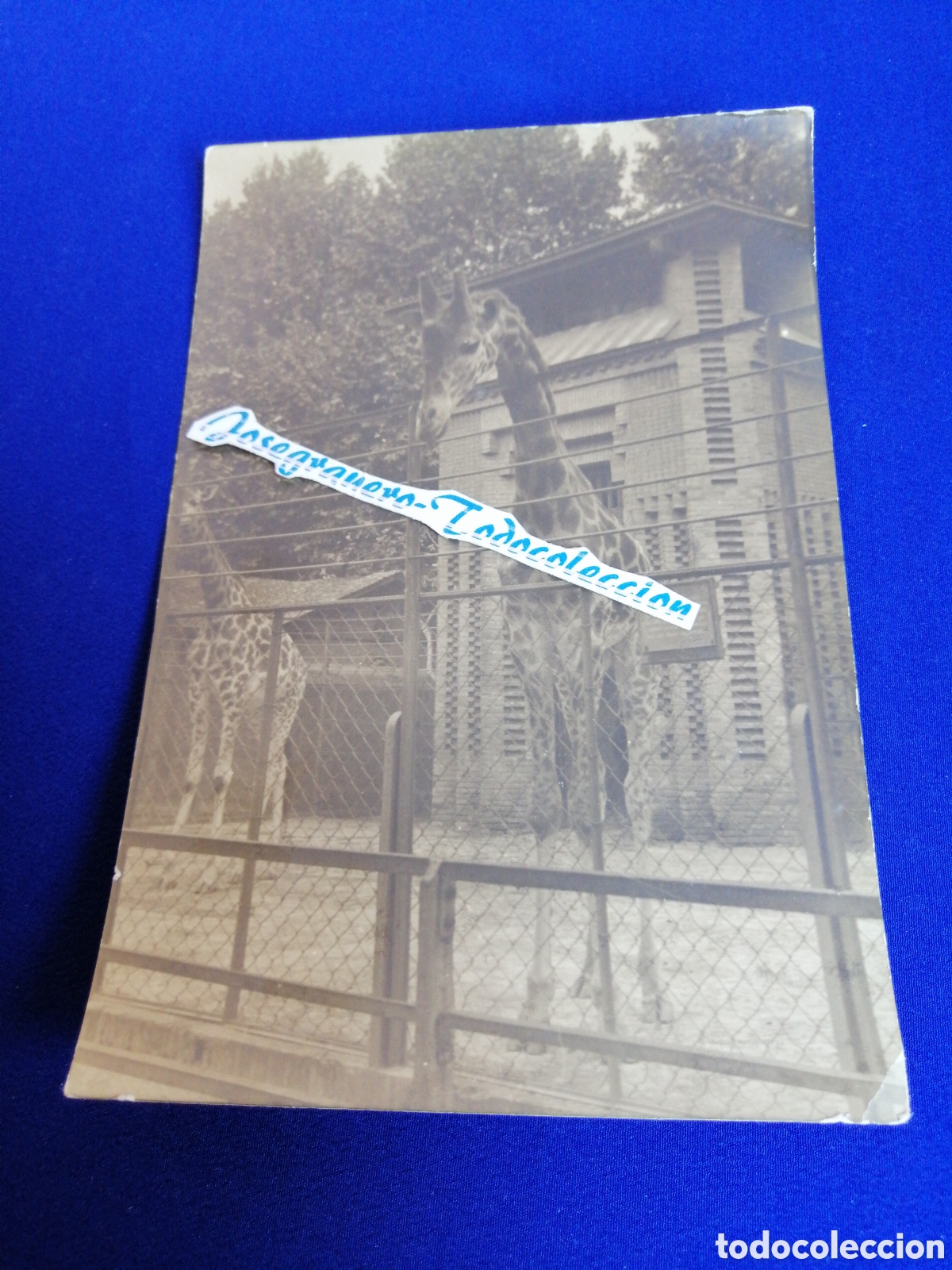 Antique Photography: ZOO JIRAFA FOTOGRAF&Iacute;A ANTIGUA SIGLO PASADO