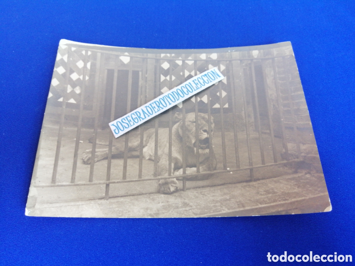 Antique Photography: ZOO LE&Oacute;N FOTOGRAF&Iacute;A ANTIGUA SIGLO PASADO