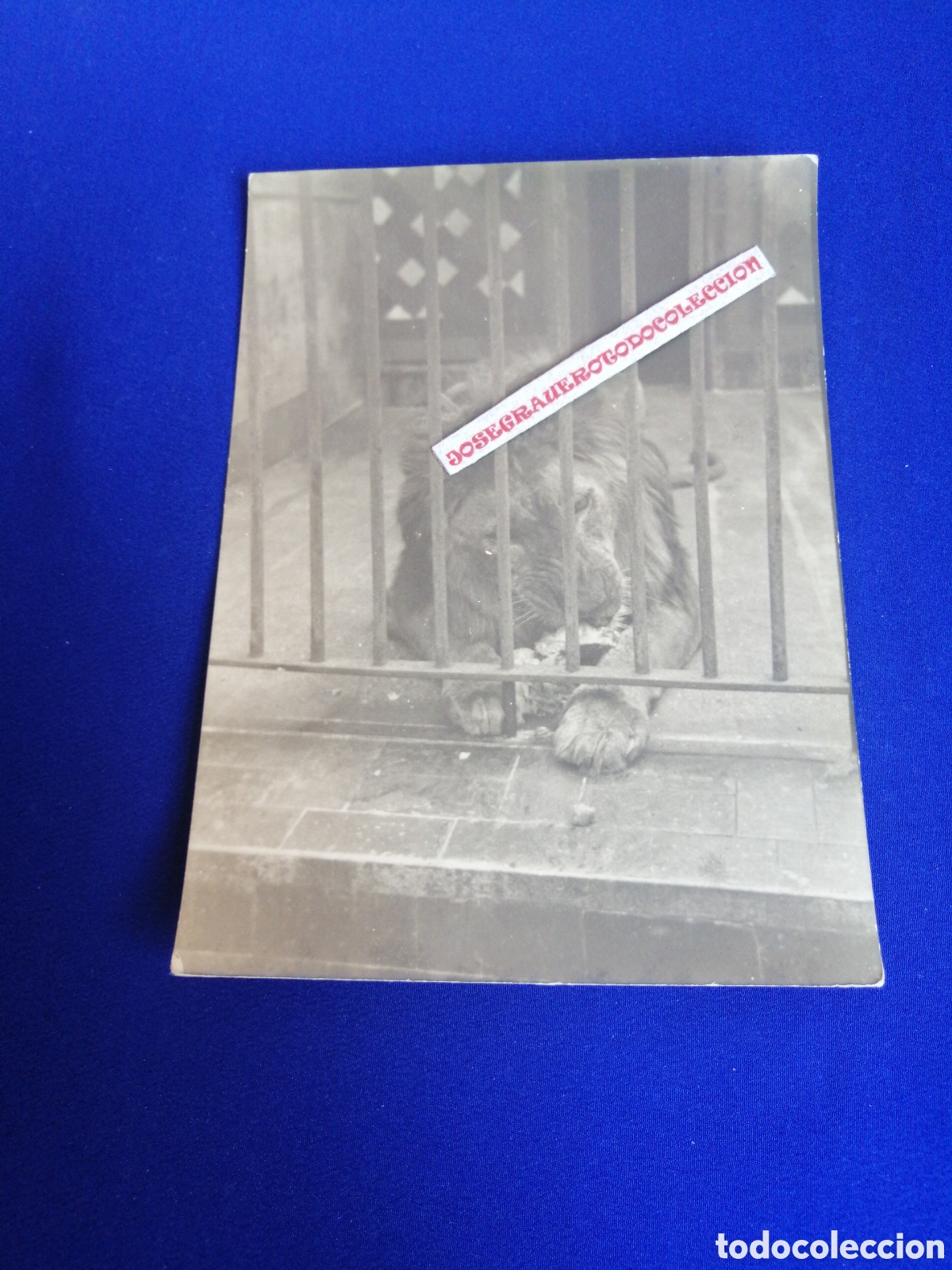 Antique Photography: ZOO LE&Oacute;N COMIENDO FOTOGRAF&Iacute;A ANTIGUA SIGLO PASADO