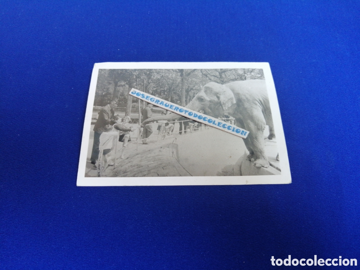 Fotografia antica: ZOO ELEFANTE NI&Ntilde;OS D&Aacute;NDOLE DE COMER FOTOGRAF&Iacute;A ANTIGUA SIGLO PASADO