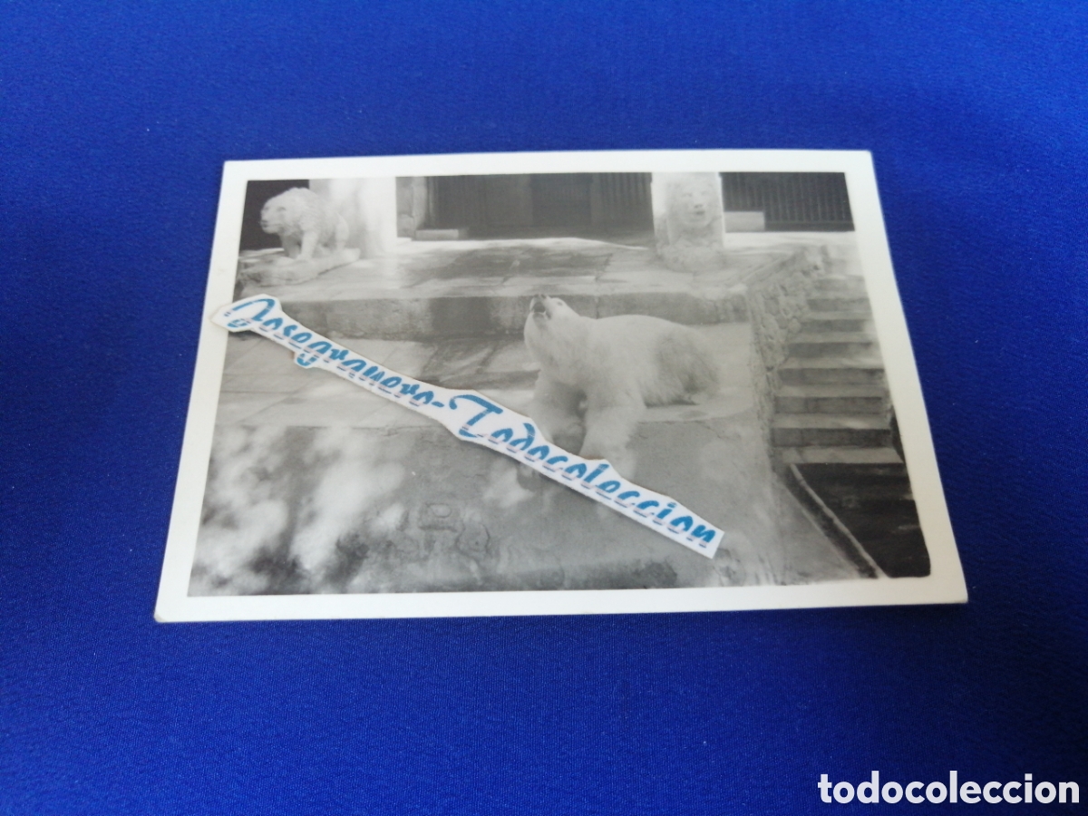Fotografia antica: ZOO DE MADRID OSOS FOTOGRAF&Iacute;A ANTIGUA SIGLO PASADO