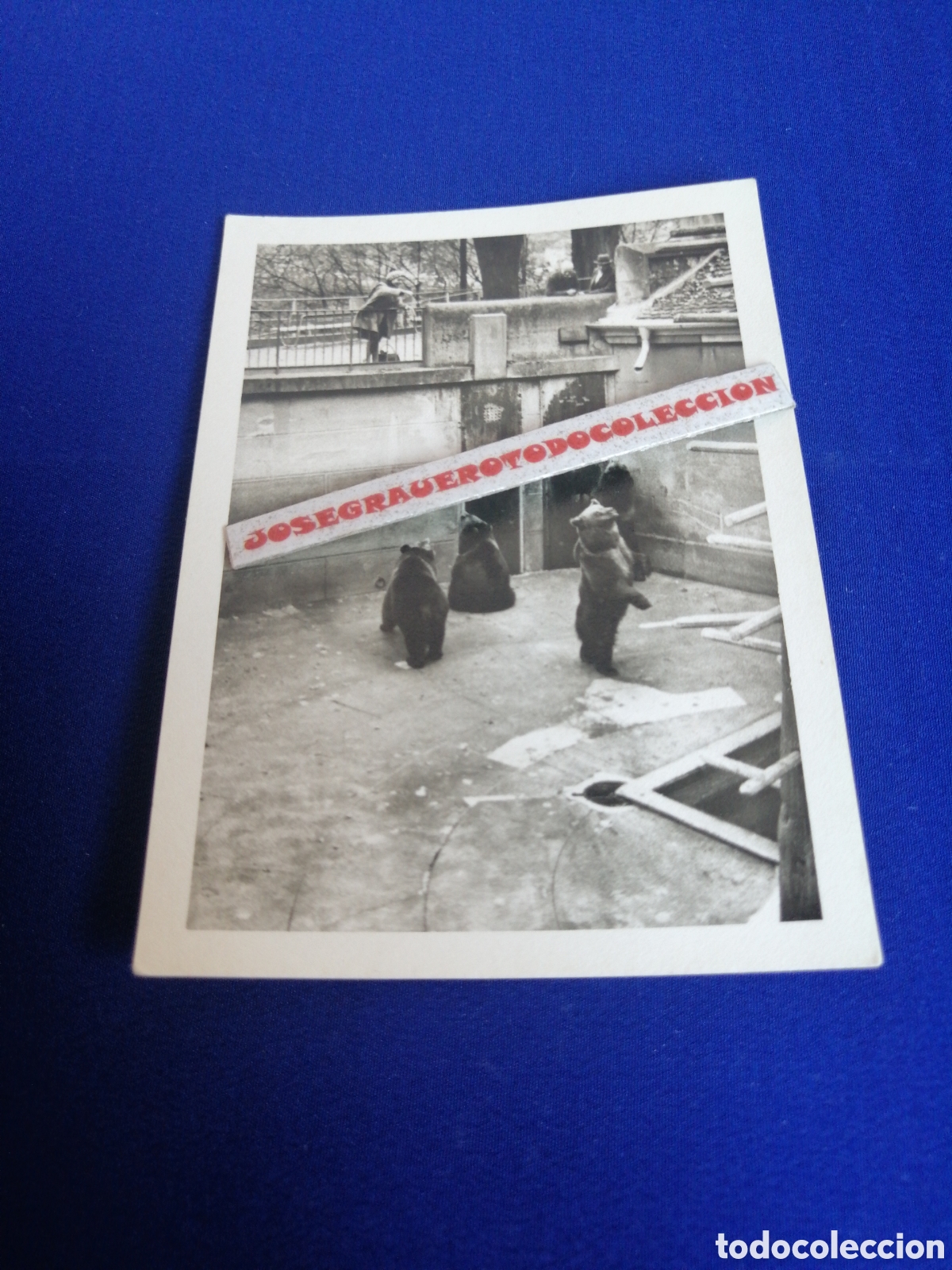 Fotografia antica: ZOOL&Oacute;GICO - ZOO - OSOS FOTOGRAF&Iacute;A ANTIGUA SIGLO PASADO