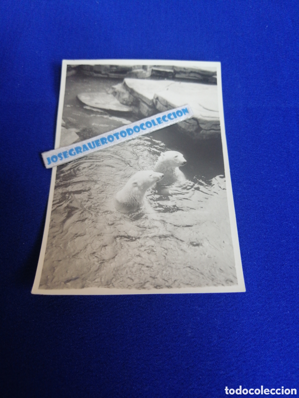 Fotografia antica: ZOOL&Oacute;GICO - ZOO - ANIMALES FOTOGRAF&Iacute;A ANTIGUA SIGLO PASADO