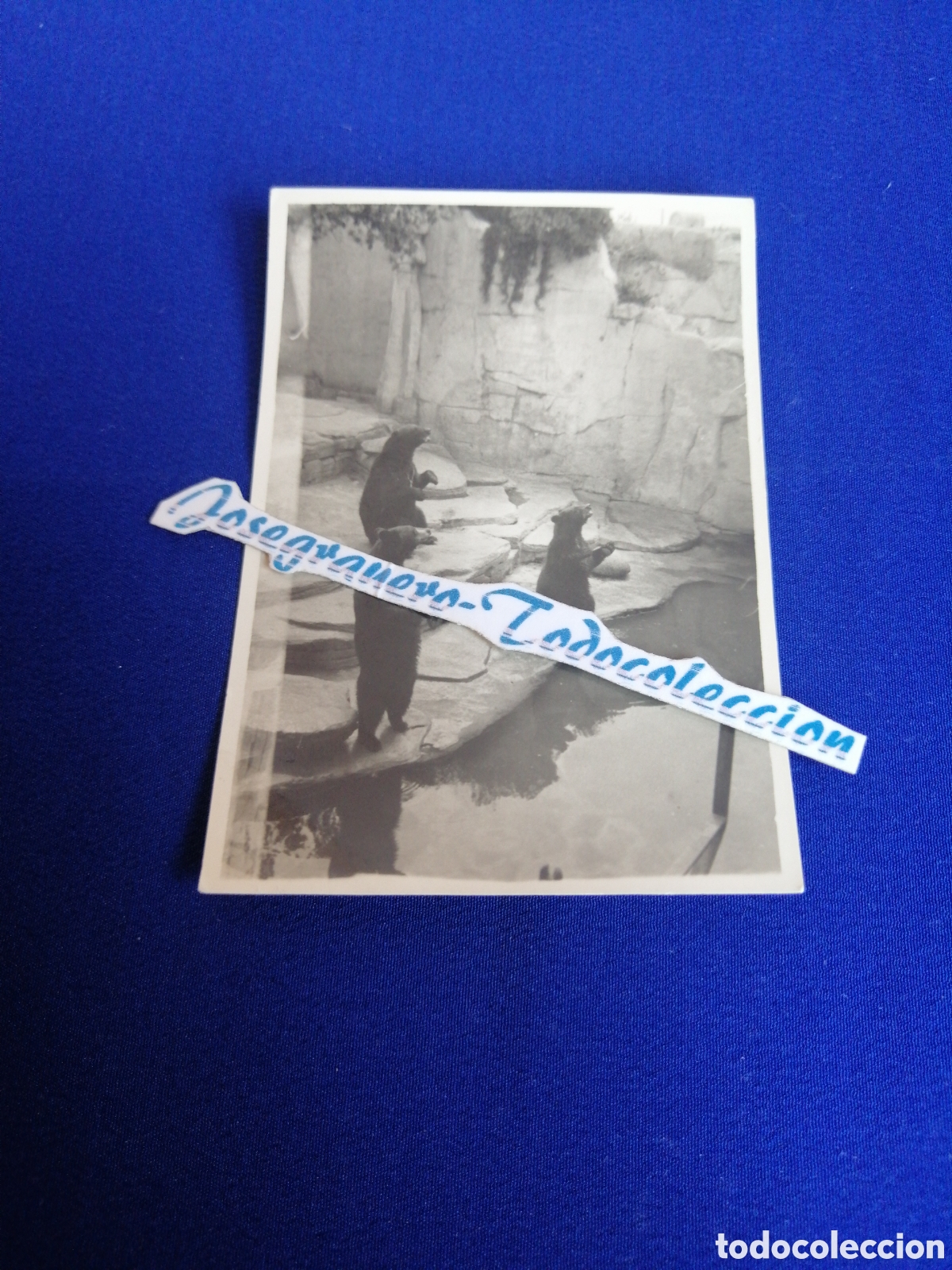 Fotografia antica: ZOOL&Oacute;GICO - ZOO - OSOS FOTOGRAF&Iacute;A ANTIGUA SIGLO PASADO