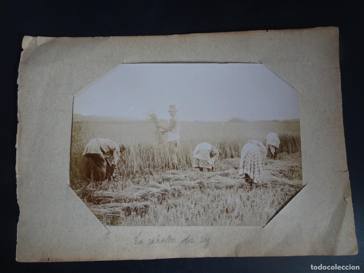 Antique Photography: ANTIGUA FOTOGRAF&Iacute;A ALB&Uacute;MINA, RECOGIDA ARROZ, MADAGASCAR, VER FOTOS